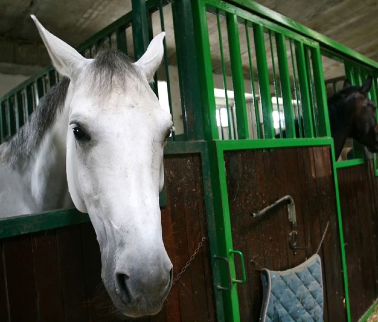 Paardenaccommodatie als onderdeel van de eigen woning?