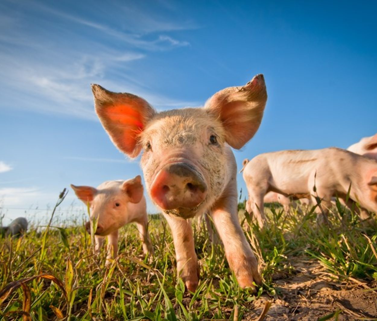 Geen voorziening voor toekomstige bedrijfsvoortzetting
